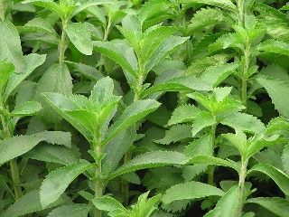 zoom immagine (Semi di stevia rebaudiana 200 semi)
