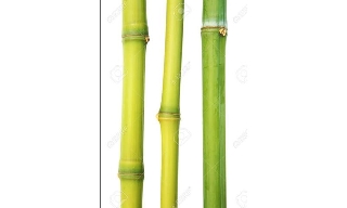 zoom immagine (Vendesi canne comuni o di Bambu)