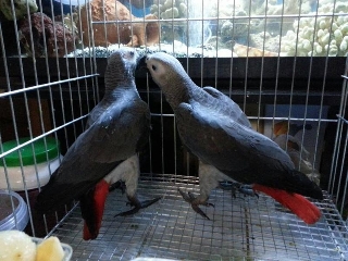 zoom immagine (Allevamenti pappagalli parlanti cenerini roma)